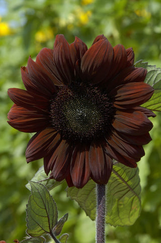Helianthus <br>SUNFLOWER 'CLARET'