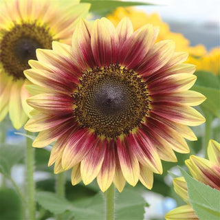 Helianthus <br>SUNFLOWER MARLEY