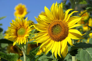 Helianthus <br>SUNFLOWER MIX