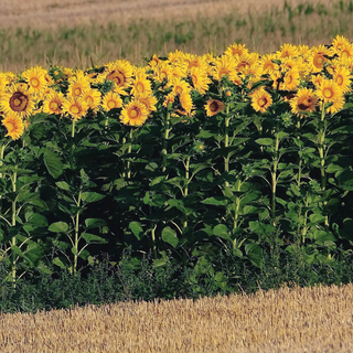 Helianthus <br>SUNFLOWER MAMMOTH GREY STRIPE