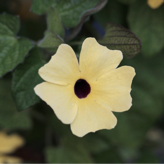 Thunbergia alata <br>BLACK-EYED SUSAN VINE ALBA OCULATA