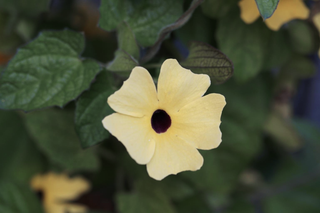 Thunbergia alata <br>BLACK-EYED SUSAN VINE ALBA OCULATA