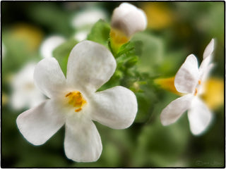 Bacopa sutera cordata <br>BACOPA WHITE Snowtopia