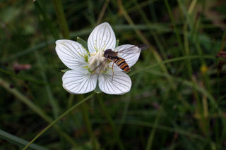 Parnassia palustris <br>GRASS OF PARNASSUS