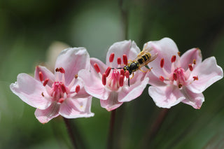 Butomus umbellatus <br>FLOWERING RUSH