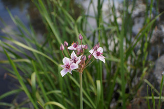 Butomus umbellatus <br>FLOWERING RUSH