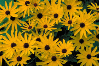 Rudbeckia subtomentosa <br>SWEET BLACK EYED SUSAN