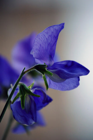 Lathyrus odoratus <br>SWEET PEA 'KING SIZE NAVY BLUE'