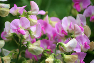 Lathyrus latifolius <br>PERENNIAL SWEET PEA 'PINK PEARL'