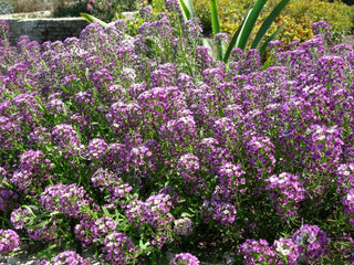 Lobularia <br>SWEET ALYSSUM MIX