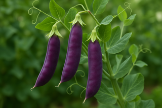 sweet pea purple pod
