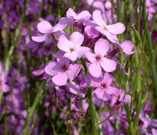 Hesperis matronalis <br>SWEET DAME'S ROCKET