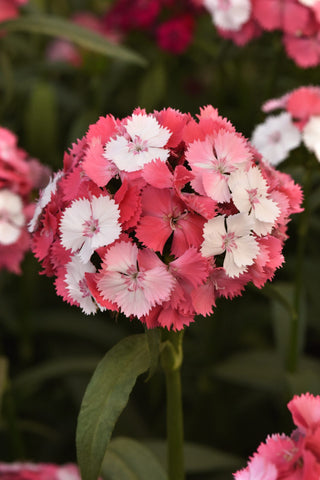 Dianthus barbatus <br>SALMON MAGIC SWEET WILLIAM