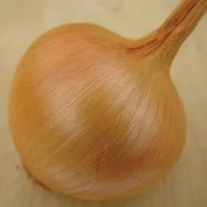 Allium cepa <br>ONION GIANT SWEET SPANISH