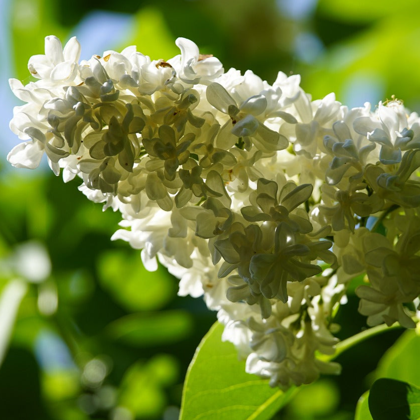 Syringa reticulata JAPANESE TREE LILAC – Ferri Seeds