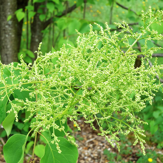 Syringa reticulata <br>JAPANESE TREE LILAC