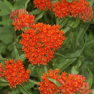 Asclepias curassavica <br>MILKWEED SILKY RED