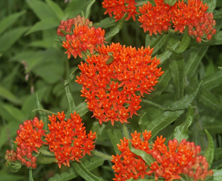 MILKWEED SILKY RED <br>Asclepias curassavica
