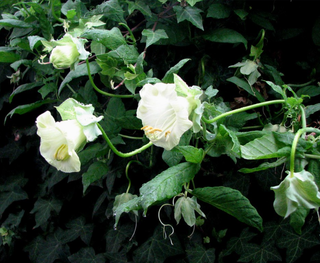 CUP AND SAUCER WHITE CATHEDRAL BELLS <br>Cobaea scandens
