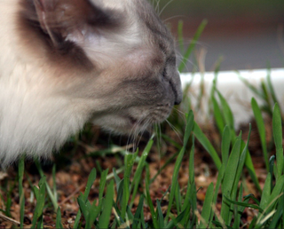CAT GRASS <br>Avena sativa