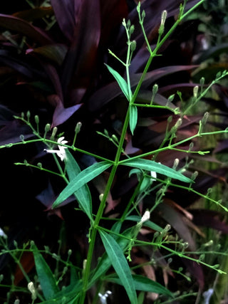 ANDROGRAPHIS Paniculata