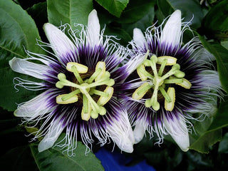 PASSION FLOWER VINE Passiflora edulis var. flavicarpa