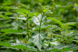 STINGING NETTLE <br>Urtica dioica