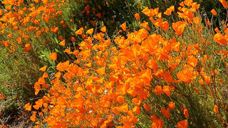 CALIFORNIA POPPY ORANGE <br>Eschscholzia californica
