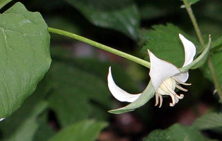 Trillium flexipes <br>TRILLIUM, NODDING WAKEROBIN, DROOPING TRILLIUM