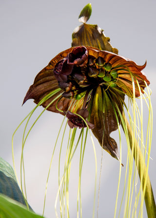 Tacca chantrieri <br>PURPLE BAT PLANT