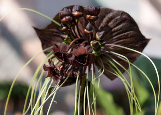 Tacca chantrieri <br>PURPLE BAT PLANT