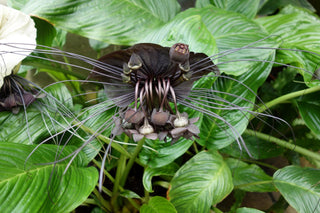 Tacca chantrieri <br>PURPLE BAT PLANT