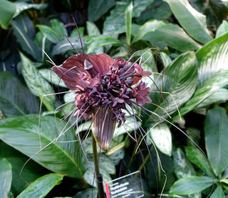 Tacca chantrieri <br>PURPLE BAT PLANT