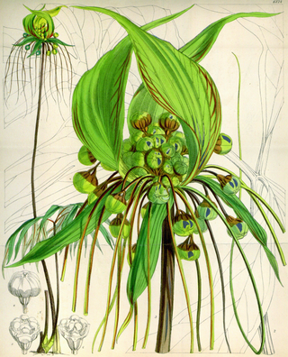 Tacca leontopetaloides <br>GREEN BAT PLANT, POLYNESIAN ARROWROOT