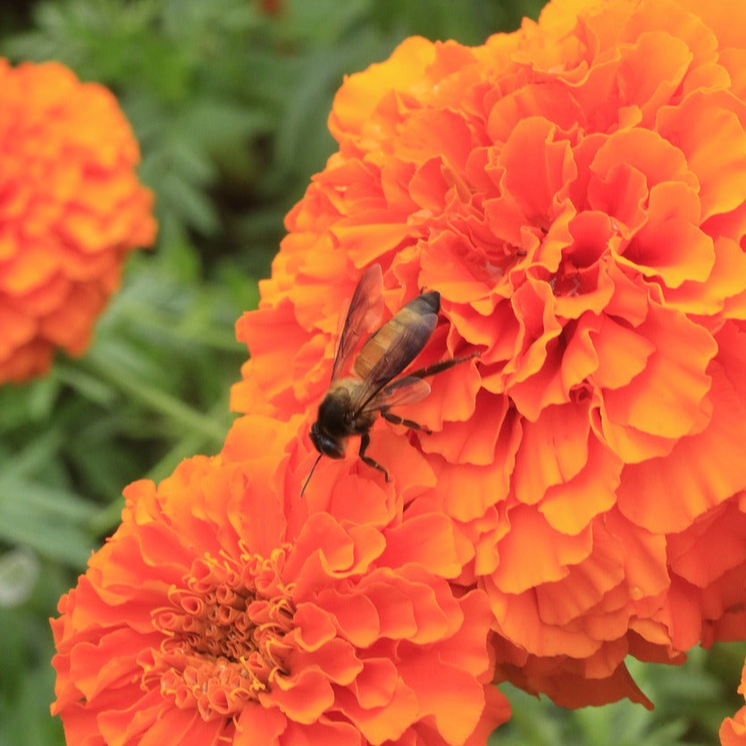 avt marigold seeds Tagetes erecta MARIGOLD 'CRACKERJACK' AFRICAN – Ferri Seeds