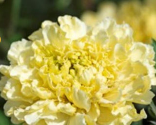 Tagetes erecta <br>MARIGOLD SUGAR & SPICE WHITE