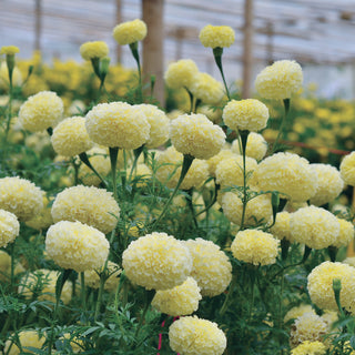 Tagetes erecta <br>MARIGOLD 'WHITE SWAN', AFRICAN AZTEC MARIGOLD
