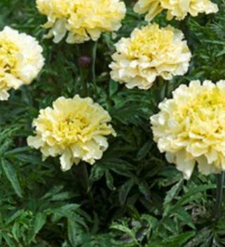 Tagetes erecta <br>MARIGOLD SUGAR & SPICE WHITE