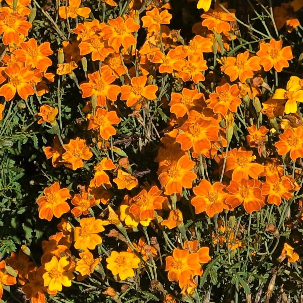 gem marigold seeds Tagetes tenuifolia MARIGOLD MINI ORANGE GEM – Ferri Seeds