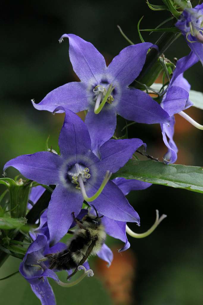 tibetan bell flower seeds Campanula americana TALL BELLFLOWER – Ferri Seeds