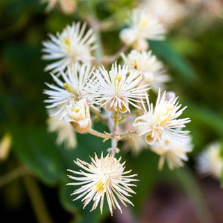 Thalictrum aquilegiifolium <br>WHITE MEADOW RUE