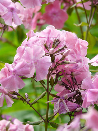 Phlox paniculata <br>PERENNIAL PHLOX NEW HYBRIDS