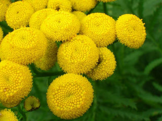 Tanacetum <br>SUNNY BALL FEVERFEW