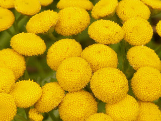 Tanacetum <br>SUNNY BALL FEVERFEW