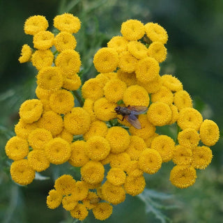 Tanacetum <br>SUNNY BALL FEVERFEW
