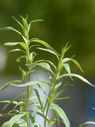 Artemisia dracunculus <br>TARRAGON