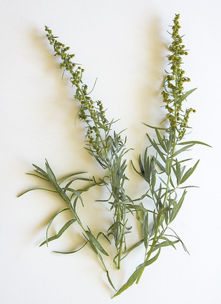 Artemesia ludoviciana <br>WHITE PRAIRIE SAGE, WESTERN MUGWORT, WORMWOOD