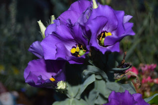 Eustoma grandiflorum <br>LISIANTHUS PURPLE