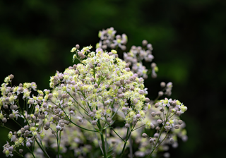 Thalictrum delavayi album <br>WHITE CHINESE MEADOW RUE