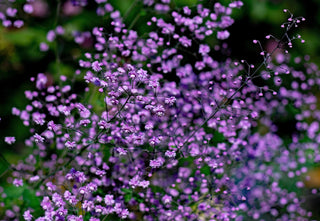 Thalictrum rochebruneanum var grandisepalum <br>MEADOW RUE LILAC-RED